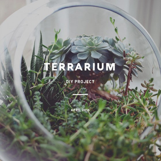 Art - Terrariums 101